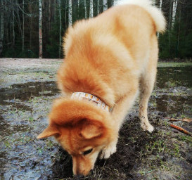 Карело-финская лайка